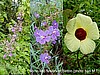 Wild Flowers of Batibo, Cameroon (photo: Njei M.T)